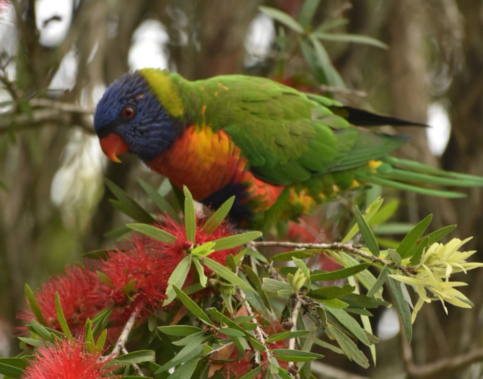 rainbow-lorikeet.webp rainbow lorikeet bird on a native tree