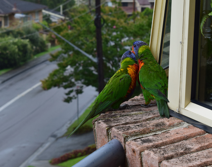 rainbow lorikeets in city Three rainbow lorikeets outside of a house next to a window