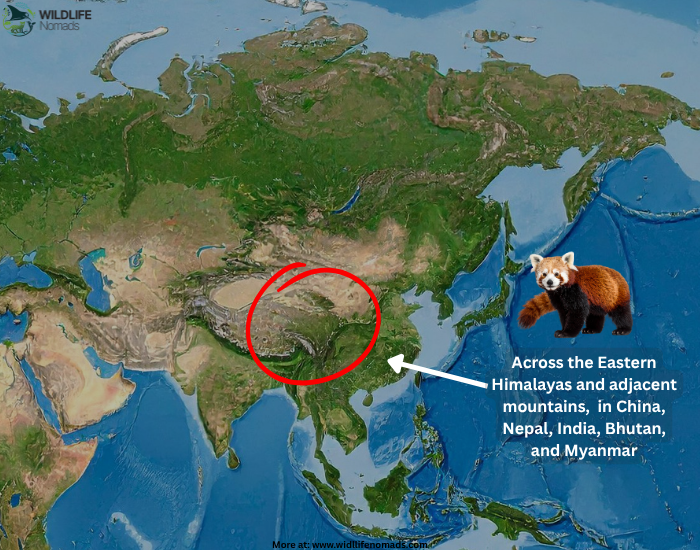 distribution of a red panda map