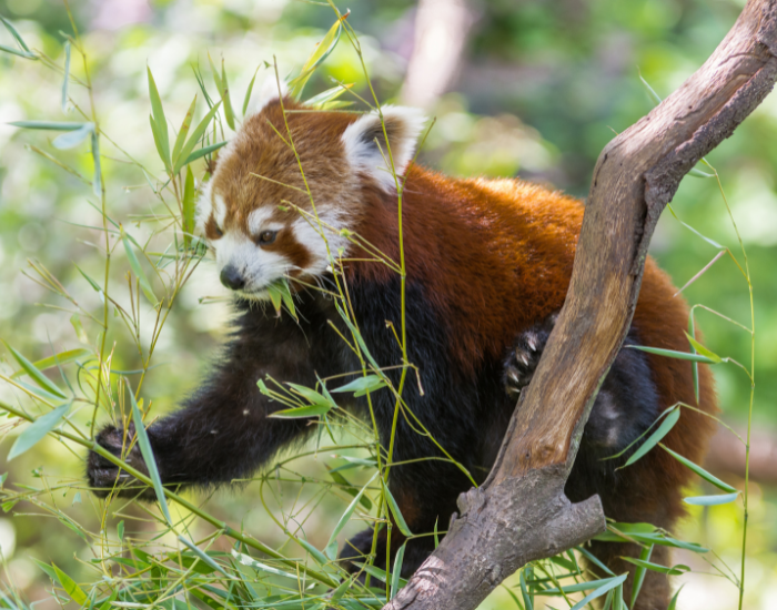 Red panda on a tree eating a bamboo
