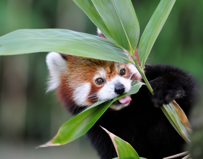 Bamboo eating bamboo