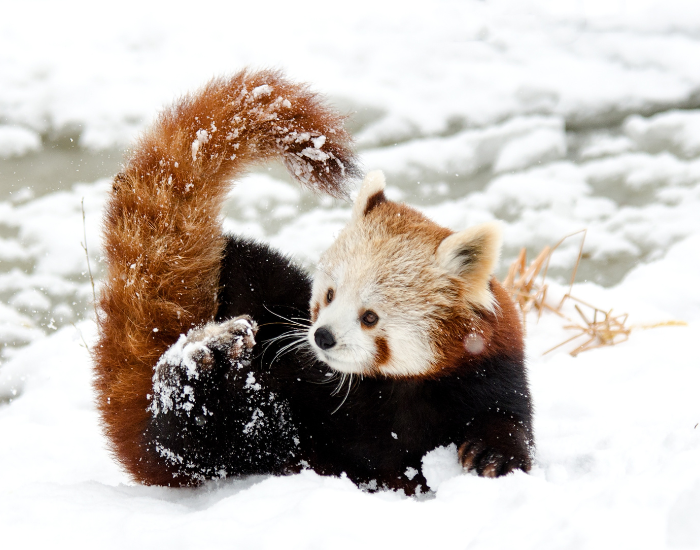 red panda on a snow habitat