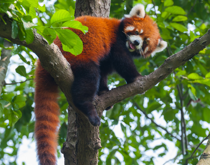red panda on a tree