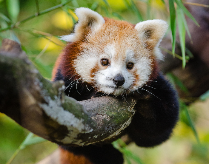 red panda on a tree