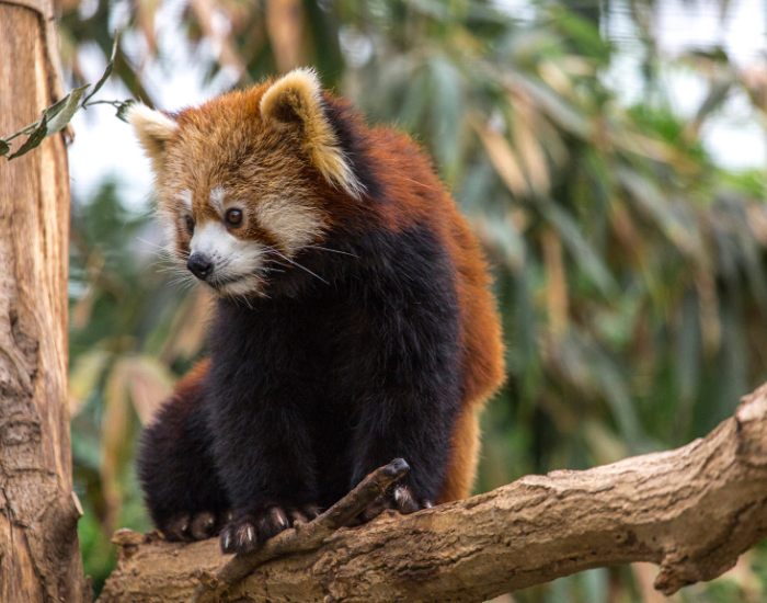 red panda ona. tree