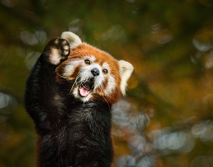 Red panda waving its paw