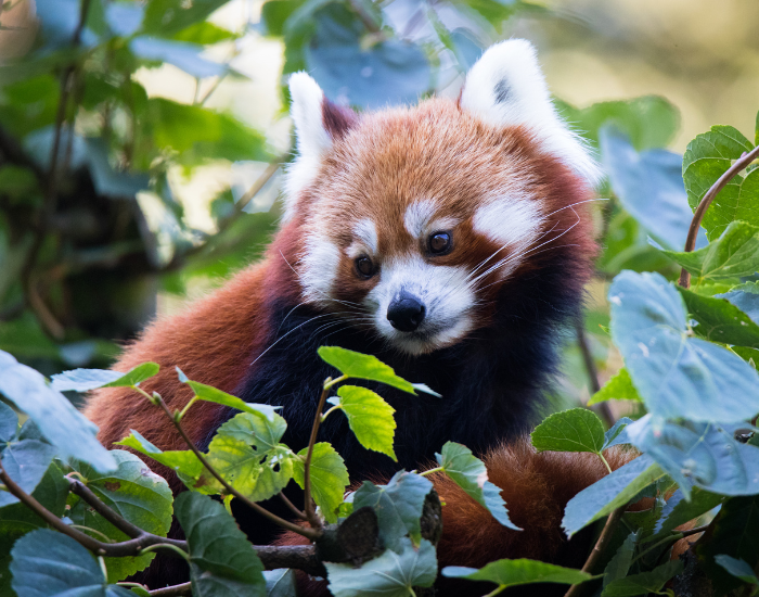 red panda on a tree