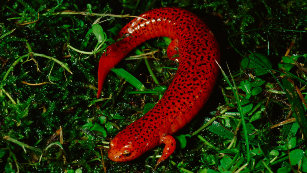close up of a red salamander on moss