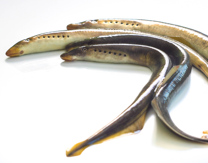 lampreys with white background