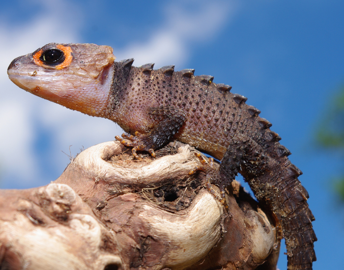 red eyed crocodile skink standing on a wood piece