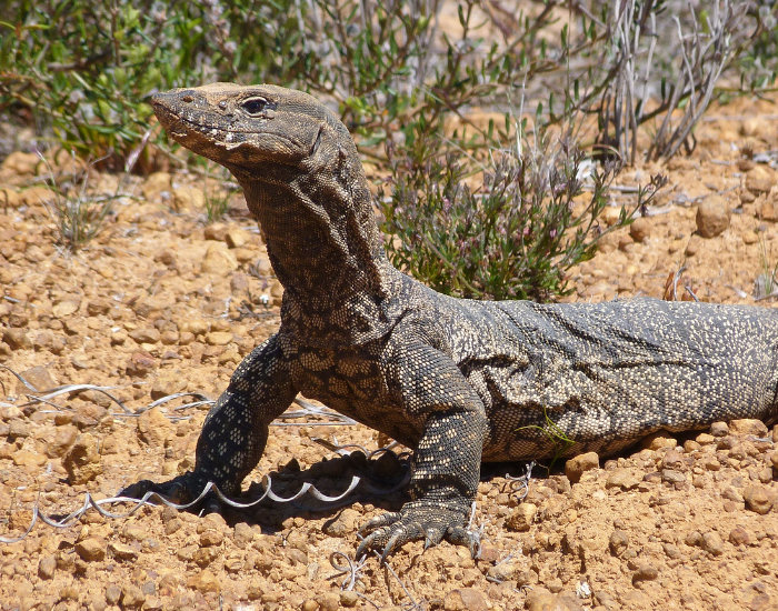 rosenbergs-monitor-lizard.webp a rosenbergs-monitor sun bathing on an arid environment