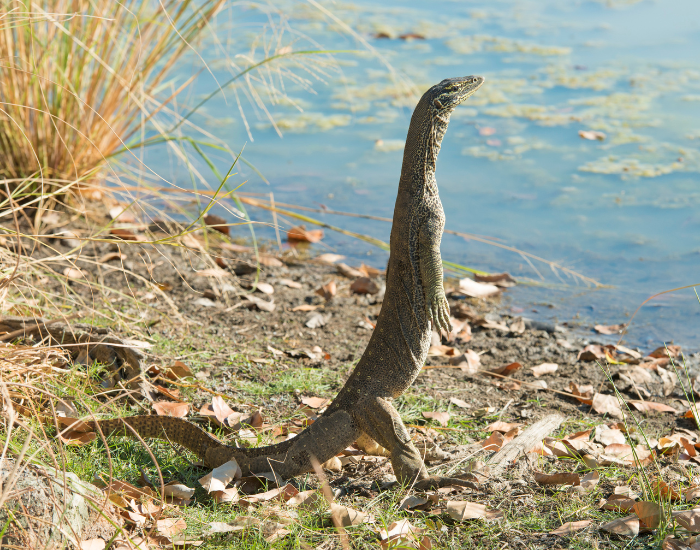 rostanding-monitor-lizard.webp monitor lizard standing on its two back limbs