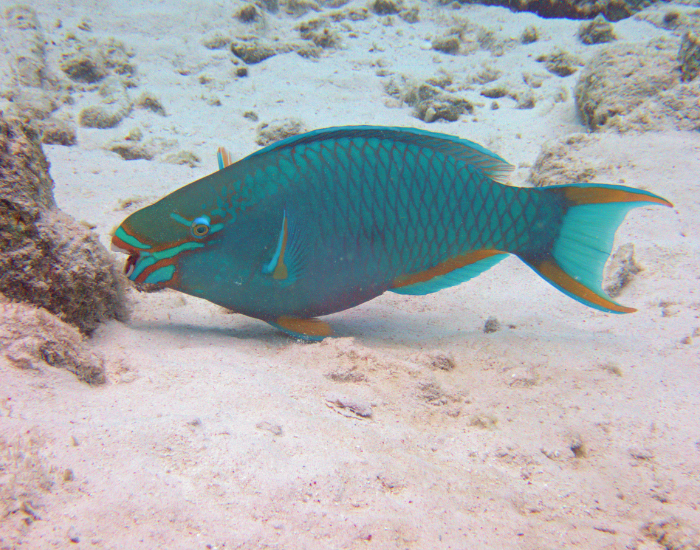 queen parrotfish near the sandy ocean bottom