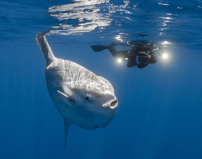 scuba diver swimming next to scuba diver
