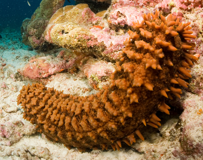sea-cucumber.webp sea urchin in the ocean next to a coral
