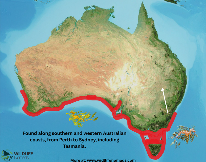 sea-dragon-distribution-map.webp sea dragon distribution map