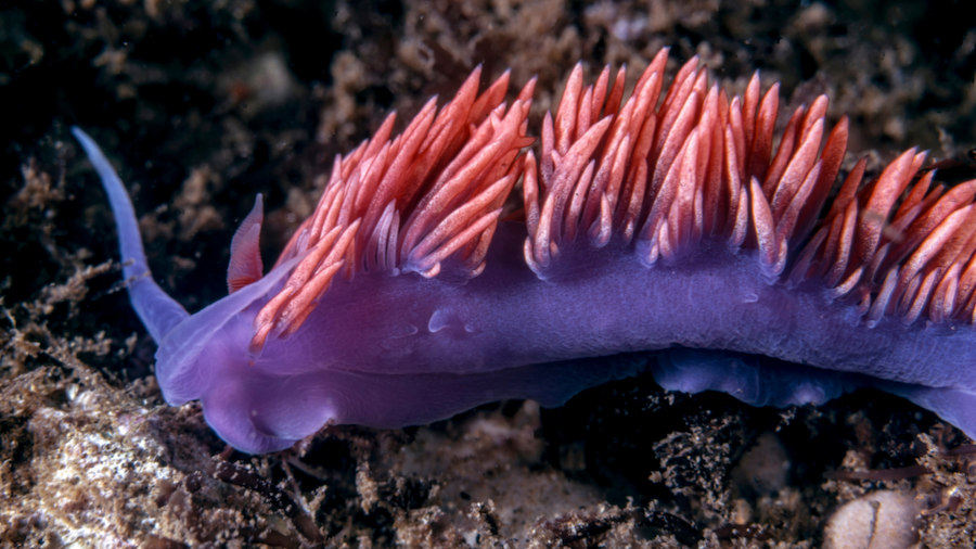 sea slug in the ocean floor