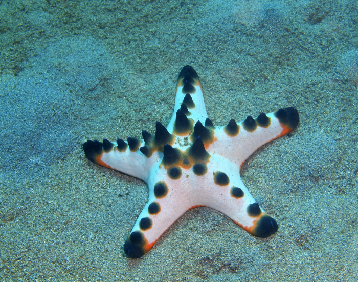 sea-star-3.webp Sea star at the bottom of the ocean