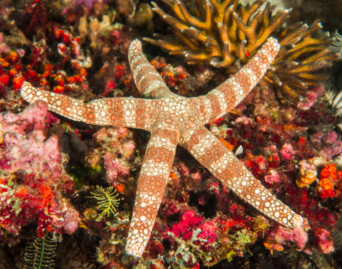 sea-star.webp sea star laying over a coral