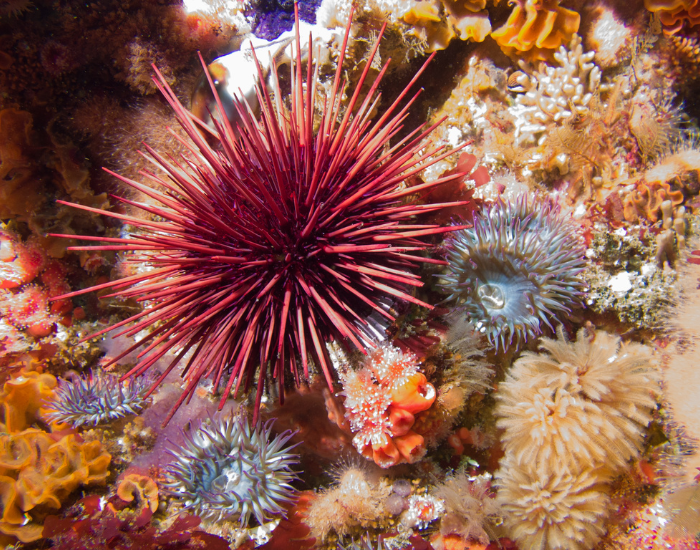 a pink sea urchin underwater