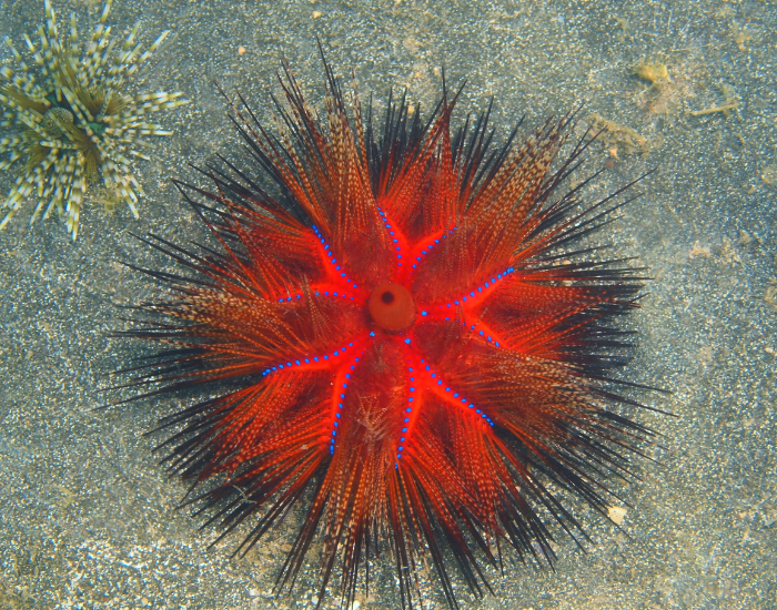 sea-urchin.webp red sea urchin
