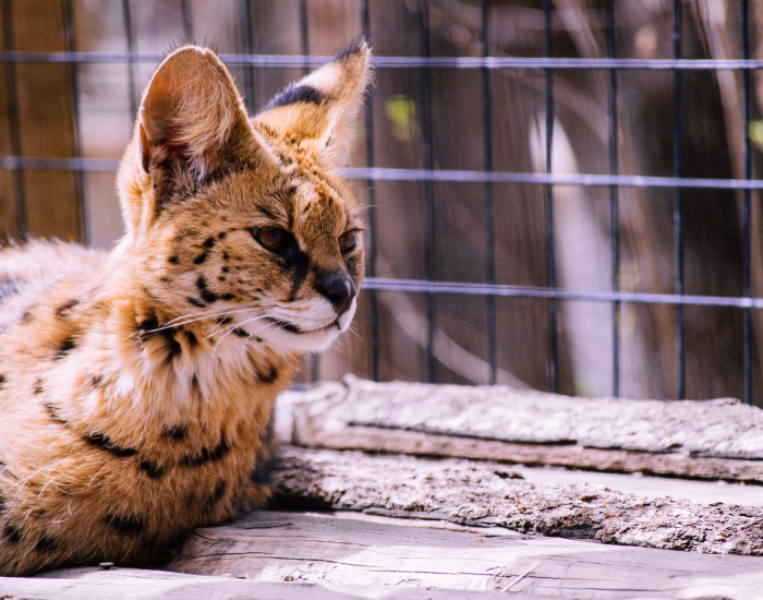 serval-10.webp serval cat in captivity