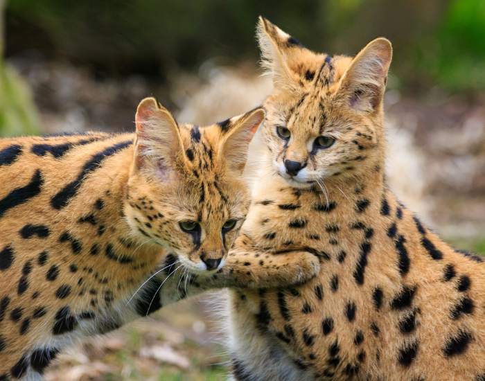 serval-11.webp Two serval cats in the wild