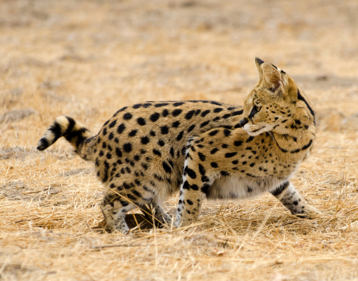 serval-5.webp serval cat stalking in the grass