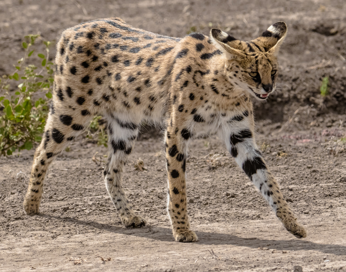 serval-6.webp serval cat walking