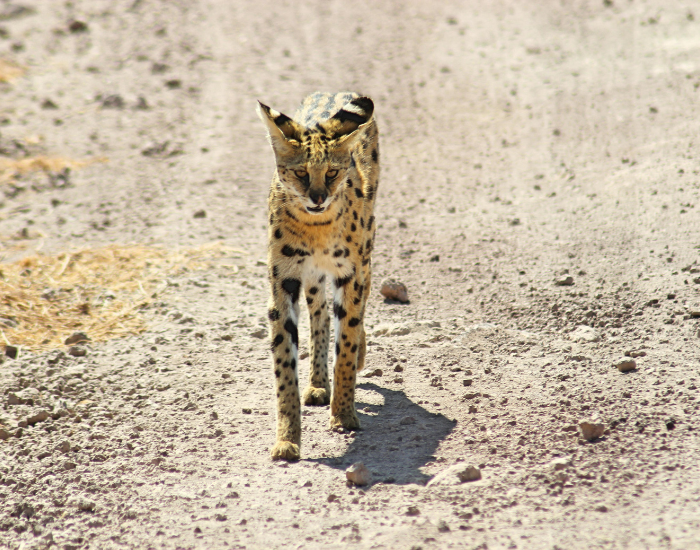 serval-9.webp serval wild cat walking on an arid environment