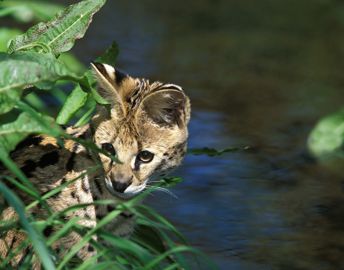 serval-behind-tree.webp small serval cat hiding behind plants