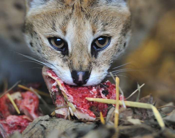 serval-eating.webp serval cat eating meat