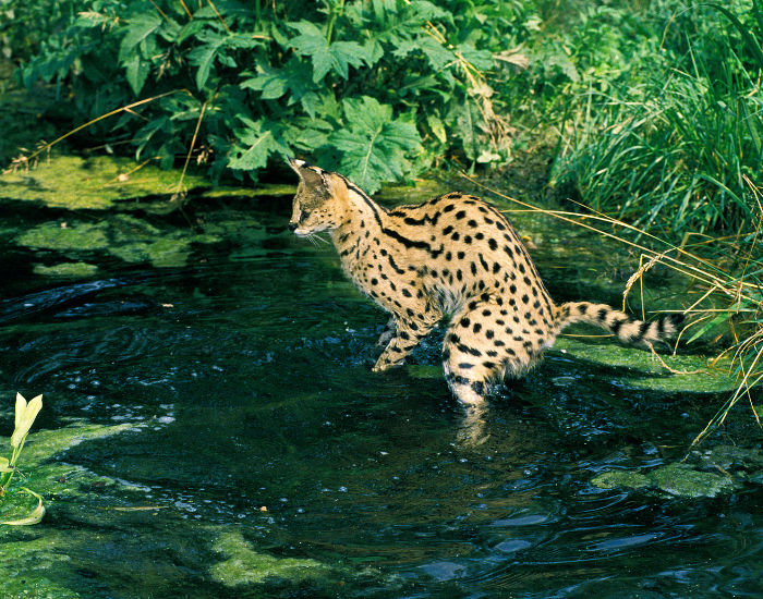 serval-hunting-2.webp SERVAL CAT HUNTING IN WATER