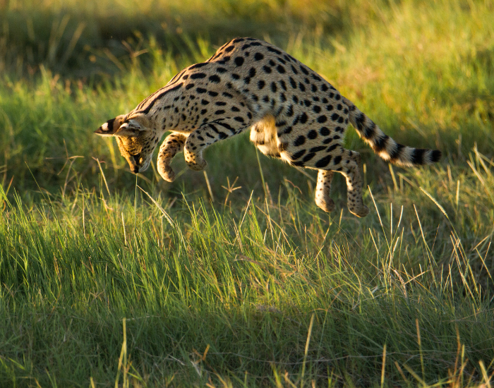serval-hunting.webp serval hunting and jumping