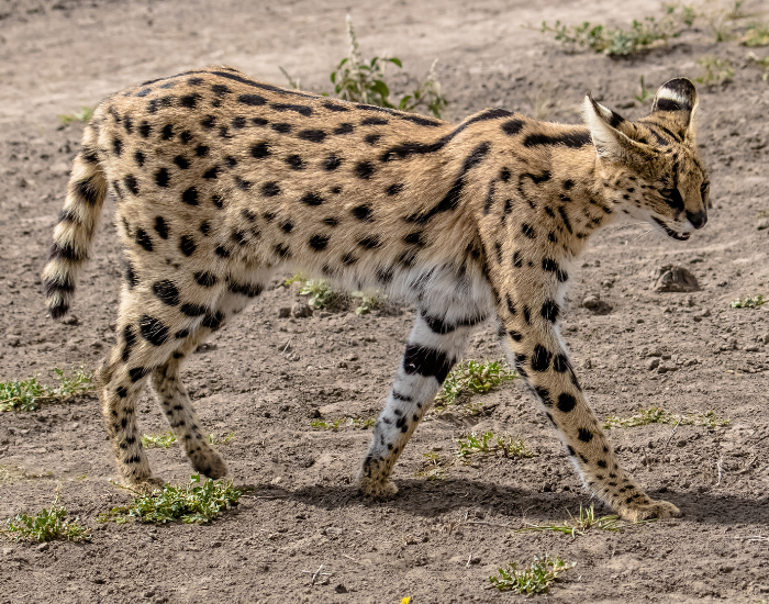 serval walking in the wild