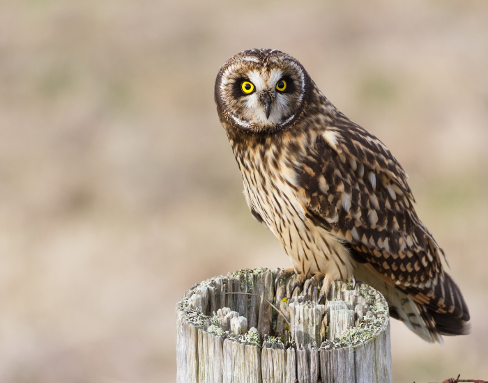 short-eared-owl.webp short eared owl standing over a cropped tree trunk