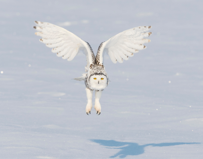 snowy-owl-2.webp snowy owl flying on a snow environment