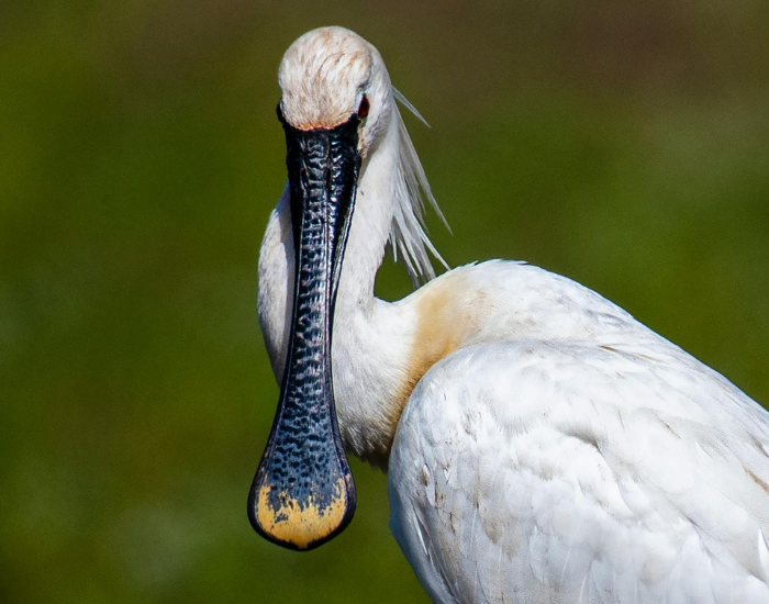 spoonbill.webp Close up of a eurasian spoon bill