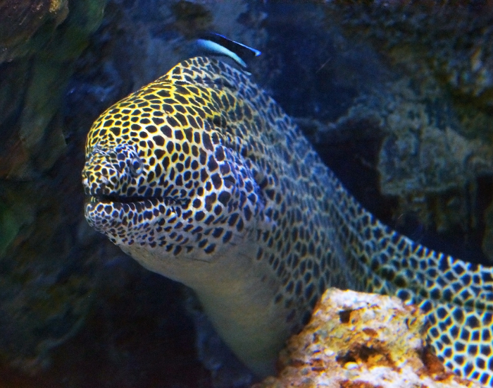spotted moray eel still