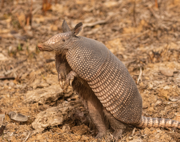 armadillo standing in two legs