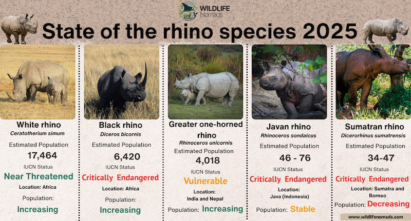infographic showing the state of all species of rhinoceros
