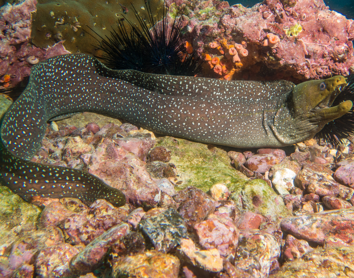 moray ell next to a coral