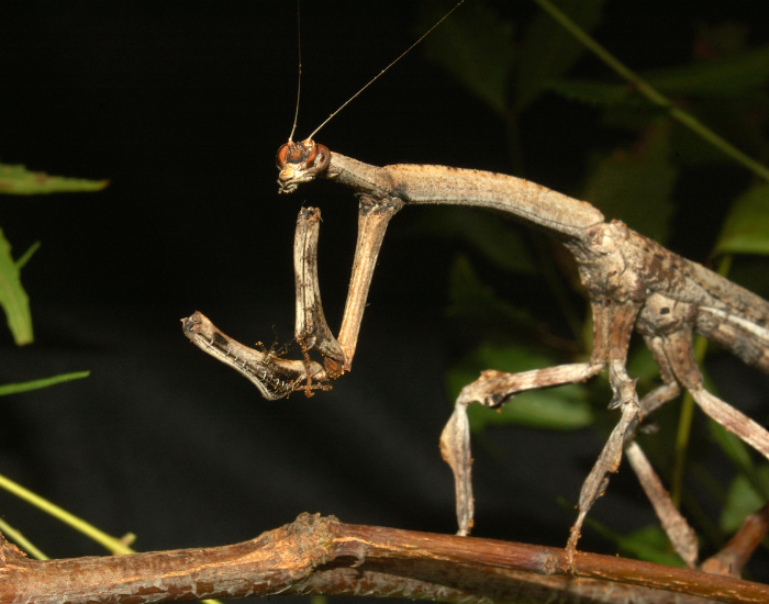 stick-insect.webp stick insect close up on the wild