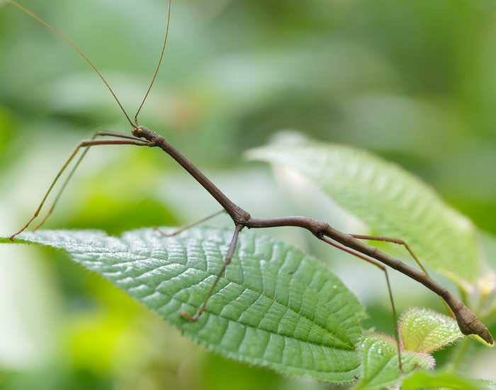 stick-insect-leaf.webp stick insect on top of a leaf