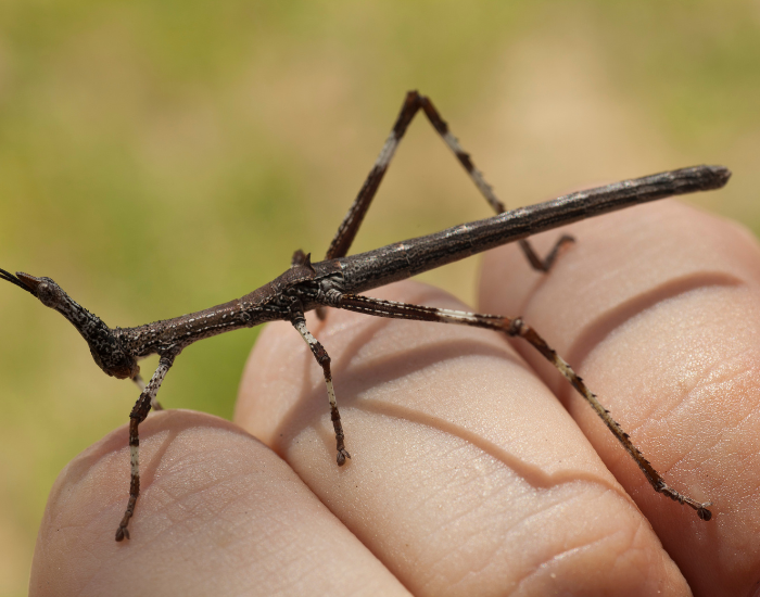 stick-insect.webp stick insect on top of a hand