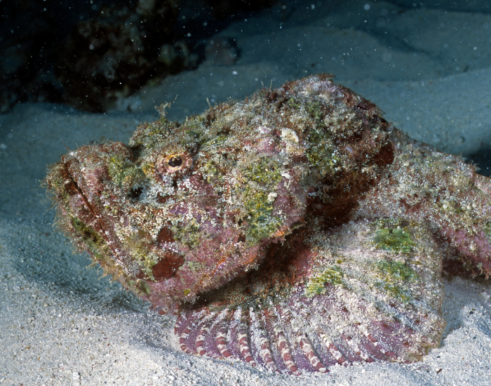 stone fish laying over sand in the ocean