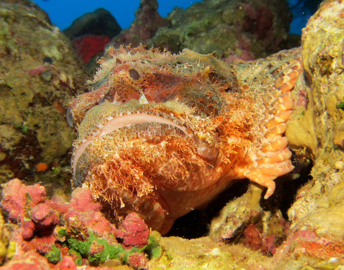 stonefish laying on a coral reef very well camouflaged