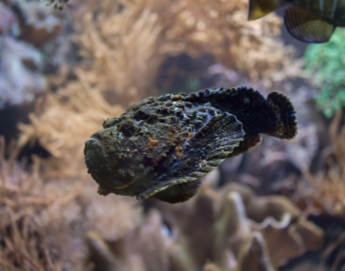 small reef stone fish floating near a coral