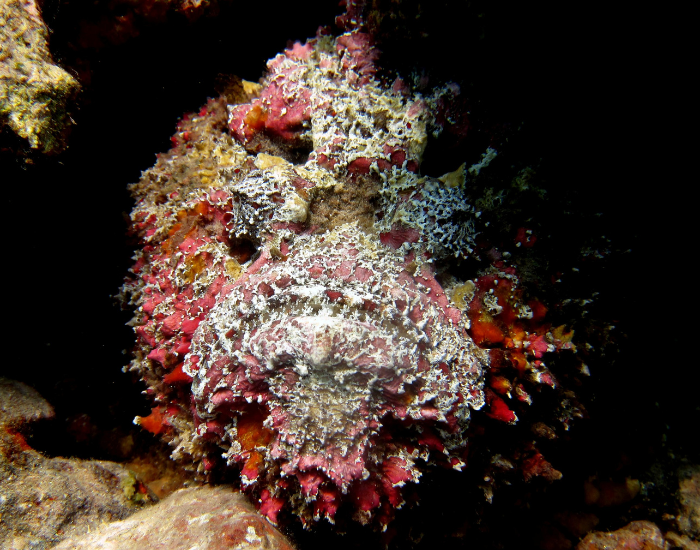 stone fish hiding on a coral reef cave