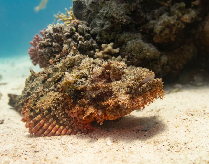 stone fish at the bottom